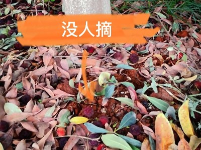 廠里的楊梅熟了，歡迎朋友們來品嘗