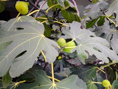 廠區(qū)內的無花果成熟了